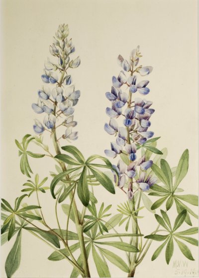 サンダイヤル・ルピナス（Lupinus perennis） 作： メアリーヴォーウォルコット