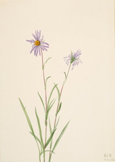 Swamp Aster Aster paludosus, 1922. 作： Mary Vaux Walcott