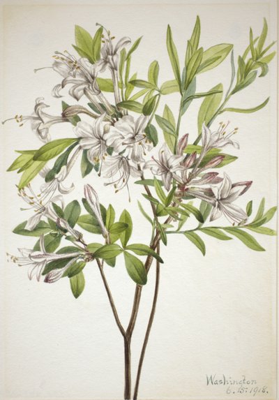 沼つつじ 作： Mary Vaux Walcott