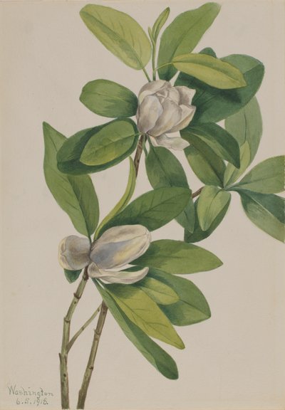 沼の木蓮 Magnolia virginiana, 1918. 作： Mary Vaux Walcott