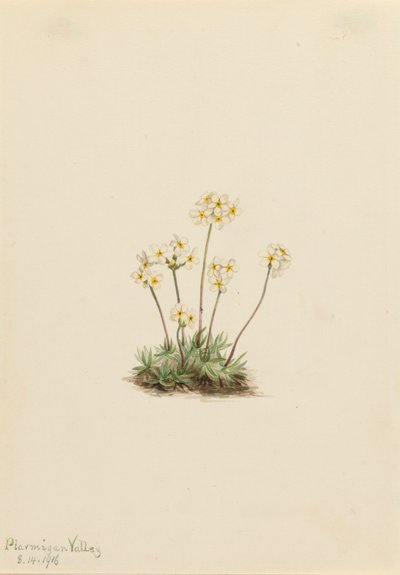 Sweet Androsace Androsace carinata, 1916. 作： Mary Vaux Walcott