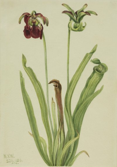 Sweet Pitcherplant Sarracenia rubra, 1920. 作： Mary Vaux Walcott