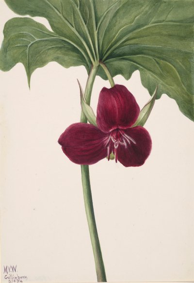 Sweet Trillium Trillium vasyi, 1934. 作： Mary Vaux Walcott
