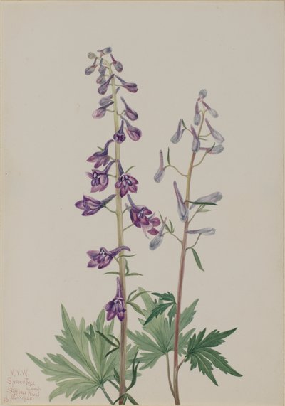 背の高いラークスパー Delphinium elongatum、1920 年。 作： Mary Vaux Walcott