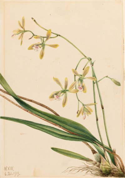 タンパ・エピデンドラム（Epidendrum tampense） 作： メアリーヴォーウォルコット