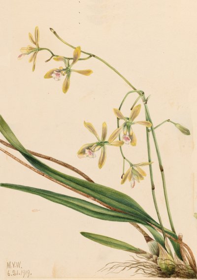 タンパ エピデンドラム エピデンドラム タンペンセ、1919 年。 作： Mary Vaux Walcott