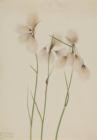 タッセルコットグラス 作： Mary Vaux Walcott