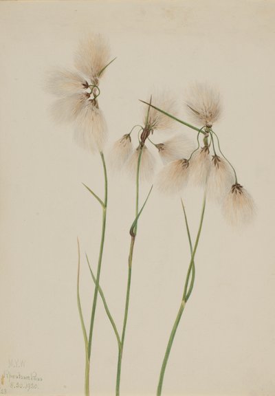 Tassel Cottongrass Eriophorum angustifolium, 1920. 作： Mary Vaux Walcott