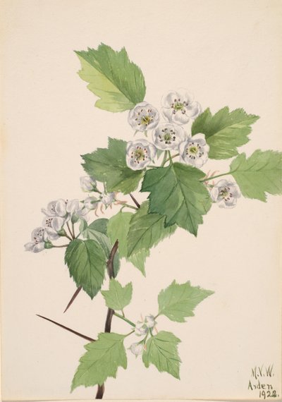 チケットサンザシ Crataegus coccinea, 1922. 作： Mary Vaux Walcott