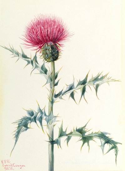 アザミ（Cirsium arizonica） 作： Mary Vaux Walcott