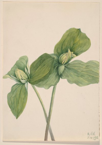 キャタピラー・トリリウム（Trillium sessile） 作： Mary Vaux Walcott