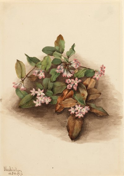 Trailing Arbutus Epigaea repens, 1917. 作： Mary Vaux Walcott