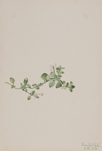 トレイリング・ホストニア（Houstonia procumbens） 作： メアリーヴォーウォルコット