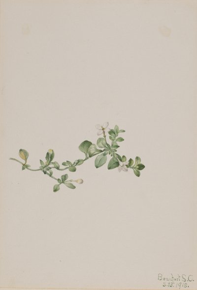 Trailing Houstonia Houstonia procumbens, 1918. 作： Mary Vaux Walcott