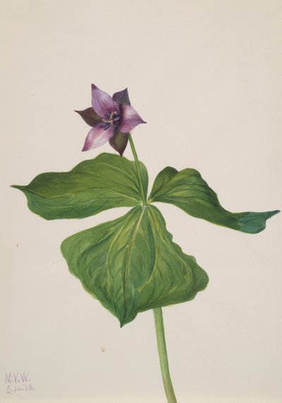 Trillium erectum、1938年。 作： Mary Vaux Walcott