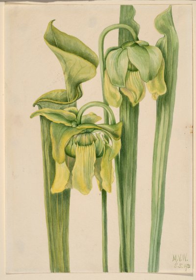 トランペットリーフ 作： Mary Vaux Walcott