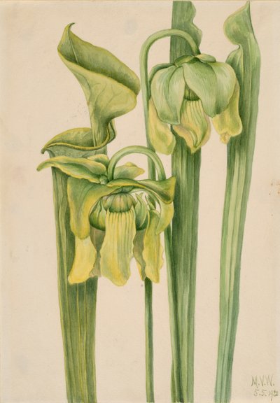 Trumpetleaf Sarracenia flava, 1920. 作： Mary Vaux Walcott