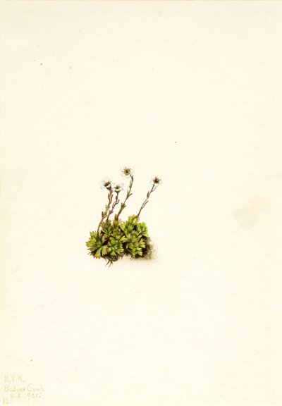 Tufted Saxifrage Saxifraga caespitosa, 1921. 作： Mary Vaux Walcott