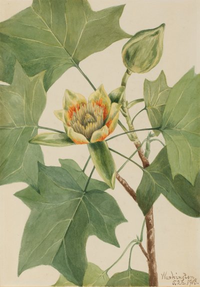 Tuliptree Liriodendron tulipifera, 1918. 作： Mary Vaux Walcott