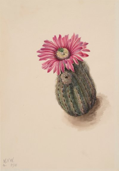 ターキーヘッドカクタス Echinocerus perbellus, 1930. 作： Mary Vaux Walcott