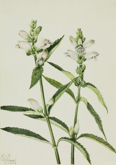 Turtlehead Chelone glabra, 1926. 作： Mary Vaux Walcott