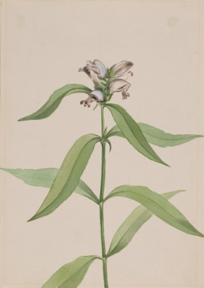 Turtlehead Chelone glabra, ca.1917-1918. 作： Mary Vaux Walcott