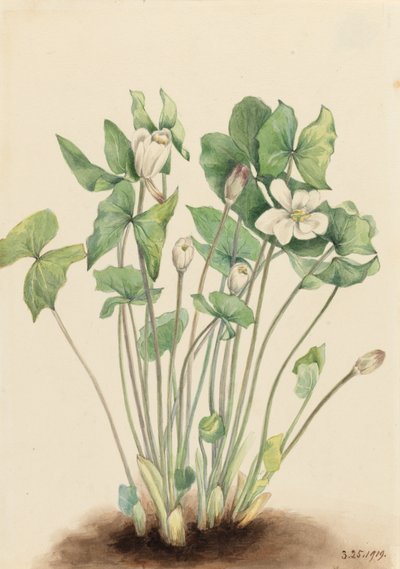 Twinleaf Jeffersonia diphylla、1919年。 作： Mary Vaux Walcott
