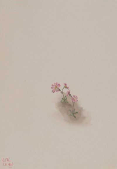 無題--花の習作 作： Mary Vaux Walcott