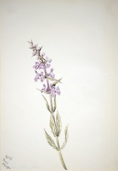 無題--花の習作 作： Mary Vaux Walcott