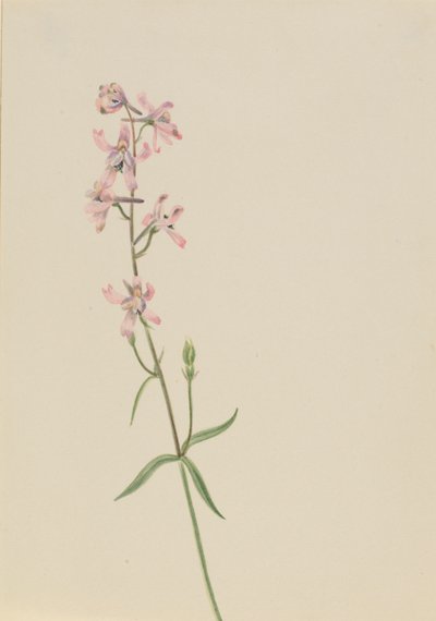 無題--花の習作 作： Mary Vaux Walcott