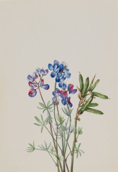 無題--花の習作 作： Mary Vaux Walcott