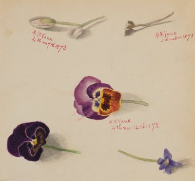 無題--花の習作」1873年 作： Mary Vaux Walcott