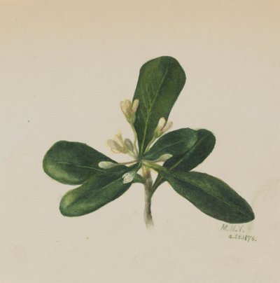 無題--花の習作」1876年 作： Mary Vaux Walcott