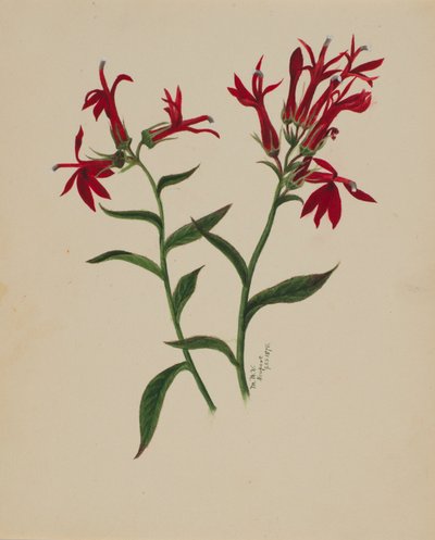 無題--花の習作」1876年 作： Mary Vaux Walcott