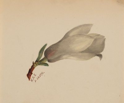 無題--花の研究、1876 年。 作： Mary Vaux Walcott