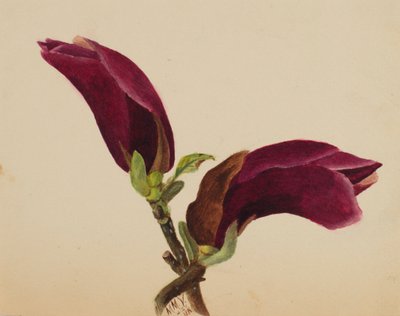 無題--花の研究、1876 年。 作： Mary Vaux Walcott