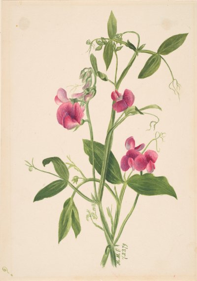 無題--花の研究、1879 年。 作： Mary Vaux Walcott