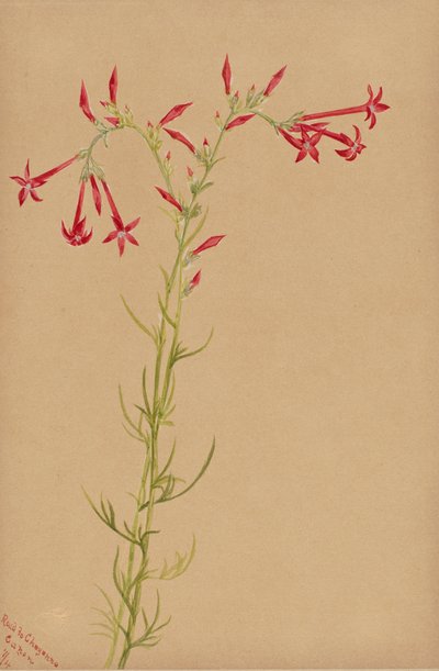 無題--花の習作、1883年 作： Mary Vaux Walcott