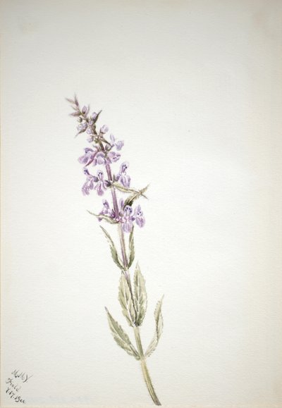 無題--フラワー・スタディ、1900年 作： Mary Vaux Walcott