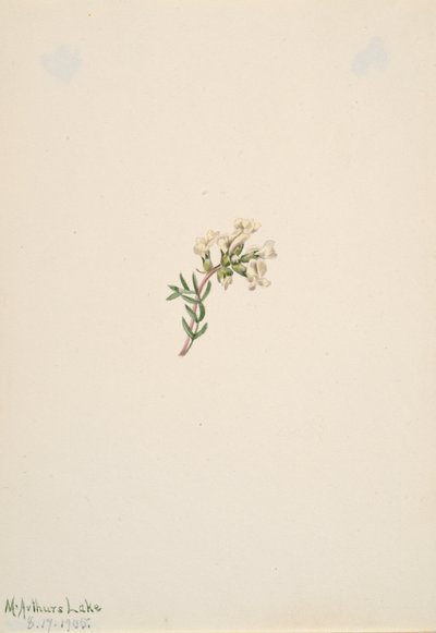 無題 -- 花の研究、1905 年。 作： Mary Vaux Walcott
