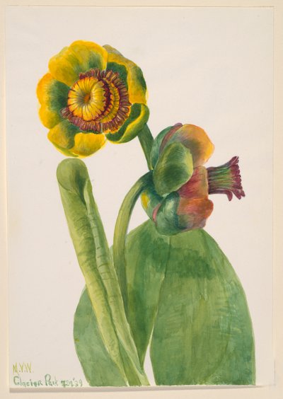 無題--花の研究、1939 年。 作： Mary Vaux Walcott