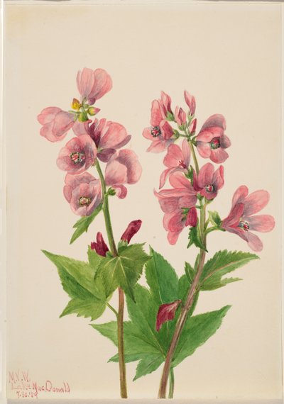 無題--花の習作, 1939. 作： Mary Vaux Walcott