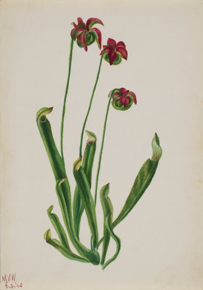 無題--花の習作, 1940. 作： Mary Vaux Walcott
