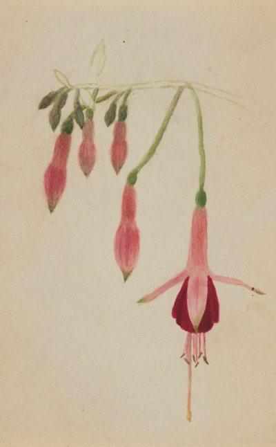 無題--花の習作」1872年から1874年頃。 作： Mary Vaux Walcott