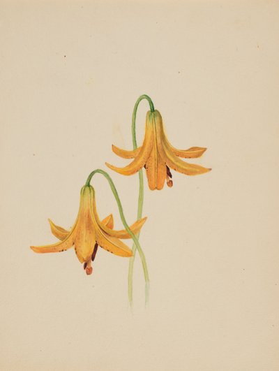 無題 - 花の研究、約。 1876-1878。 作： Mary Vaux Walcott