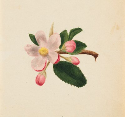 無題--花の習作、1876年頃 作： Mary Vaux Walcott