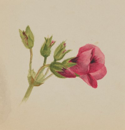 無題--花の習作、1876年頃 作： Mary Vaux Walcott