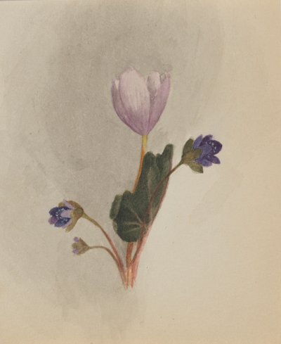 無題 - 花の研究、約。 1876年。 作： Mary Vaux Walcott