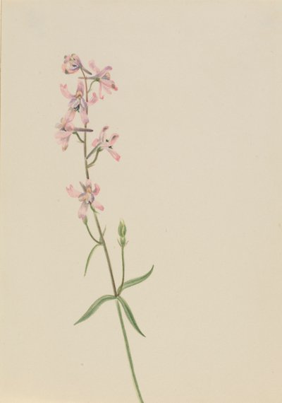 無題--花の習作, 1900-1930年頃. 作： Mary Vaux Walcott