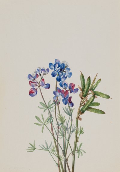 無題 - 花の研究、約。 1900～1930年。 作： Mary Vaux Walcott